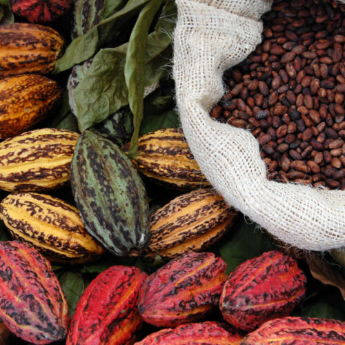 カカオ産地による驚きの風味の違い