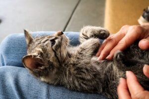 猫カフェとは?利用方法や料金形態をチェックしよう