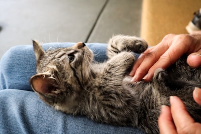 猫カフェとは？利用方法や料金形態をチェックしよう