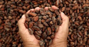 美味しさの裏側にある真実??フェアトレードチョコレートで世界とつながる一歩を